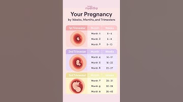 Your Pregnancy By Weeks, Months and Trimester