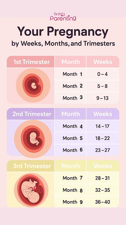 Your Pregnancy By Weeks, Months and Trimester