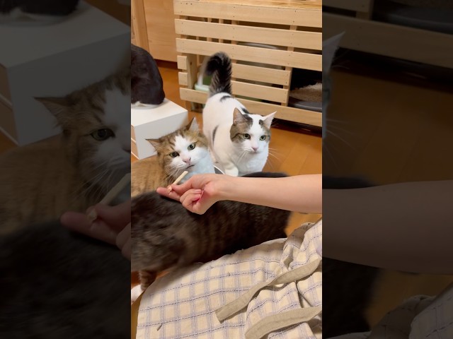 俺にもよこさんかい！