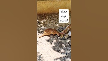 قرآن كريم ❤️ #اكسبلور #greenscreen #لايك #quran #اجر #قطط #الرحمن