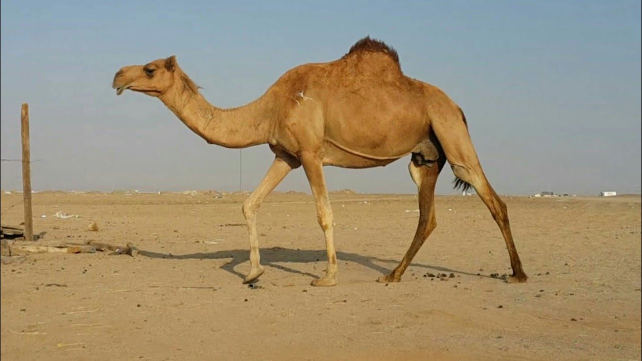 ناقه ضروبه على بعير باكستاني للبيع التفاصيل تم البيع Youtube