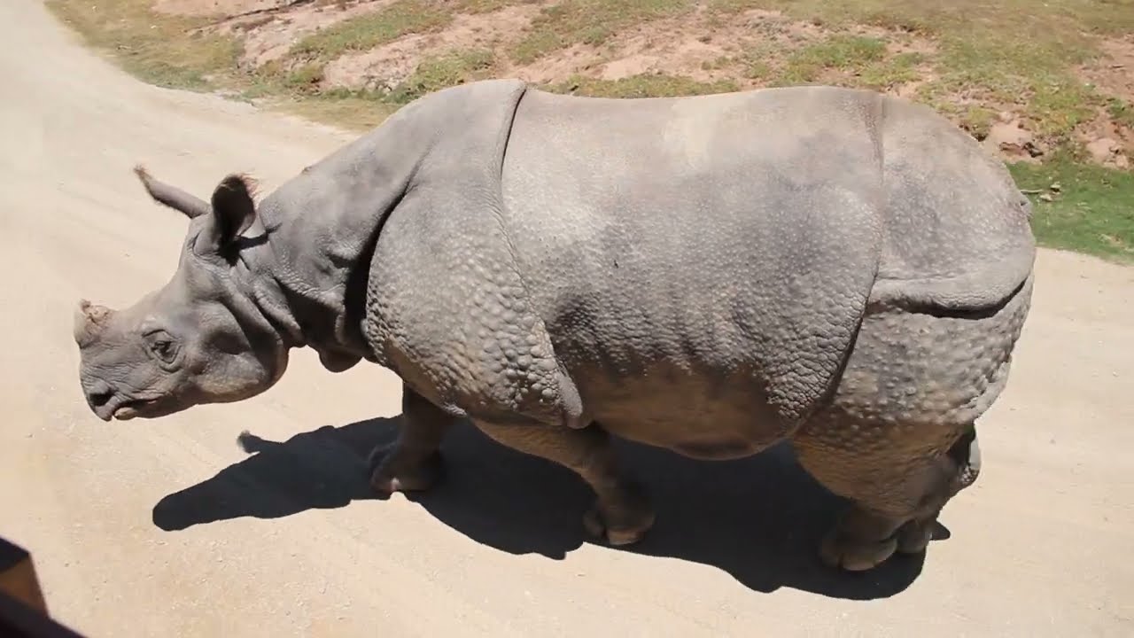 Rhinoceros - Walking - Side View Close - HD - Animation Video Reference