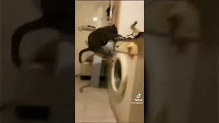 CATS KNOCKING OVER STUFF