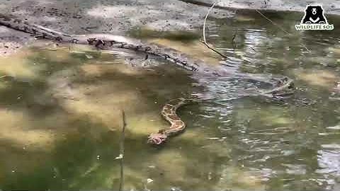 Slithering Saturday!