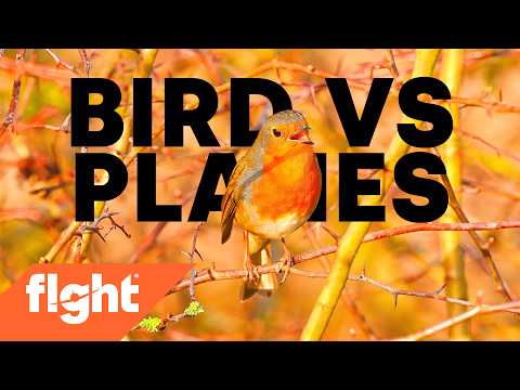 Airport Robin sings over jet noise