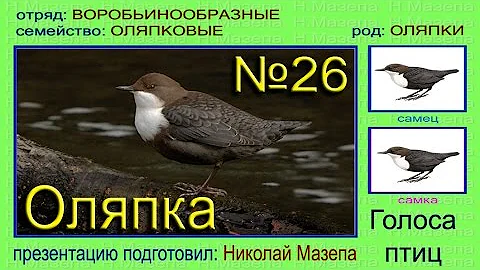 Оляпка. Водяной воробей, дрозд. Голоса птиц