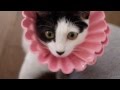 子猫の去勢&避妊手術後♪子猫のエリザベスカラーを自作、作り方★モカ