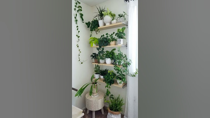 Decorar com plantas em casa pequena #decor
