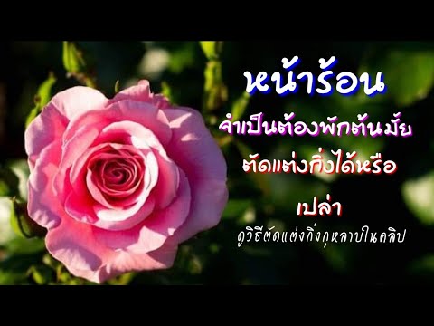 วีดีโอ: ข้อดีข้อเสียของการตัดแต่งกิ่งกุหลาบในฤดูใบไม้ร่วง