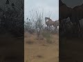 Camel рџђЄрџђ Viralvideo Foryou Youtubeshorts Camel рџђЄрџђ Viralvideo Foryou Youtubeshorts