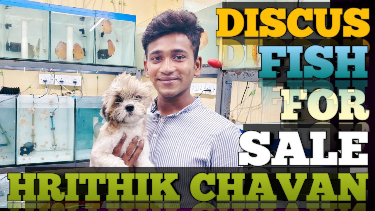 discus fish for sale Hrithik Chavan discus fish wholesale discus fish discus ninja