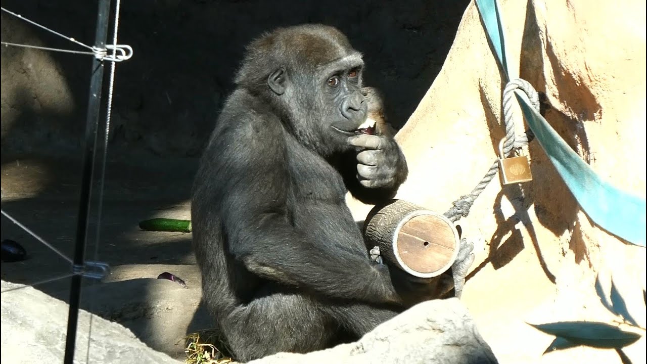 20260114 上野動物園　ニシゴリラ①　ナスを食べながらフィーダーをかかえるスモモちゃん　ワラまみれで遊ぶリキとスモモちゃん　リキにねらわれるトトさん　11時過ぎの第一放飼場
