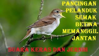 Pancingan pelanduk semak betina memanggil jantan