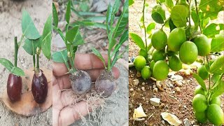 Black grape tree growing power,how grow lemon tree cutting with black grape