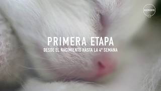 PRIMERA ETAPA - DESDE EL NACIMIENTO HASTA LA 4ª SEMANA