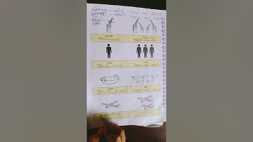 STD 5 English unit 2 colourful umbrella activity 7 (A)