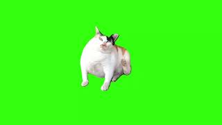 Fat cat can't reach to scratch it's chubby cheeks Green Screen