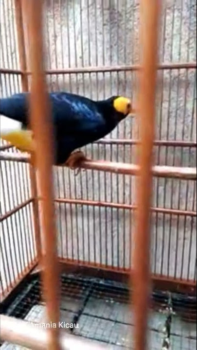 keindahan suara merdu burung beo papua yang langka