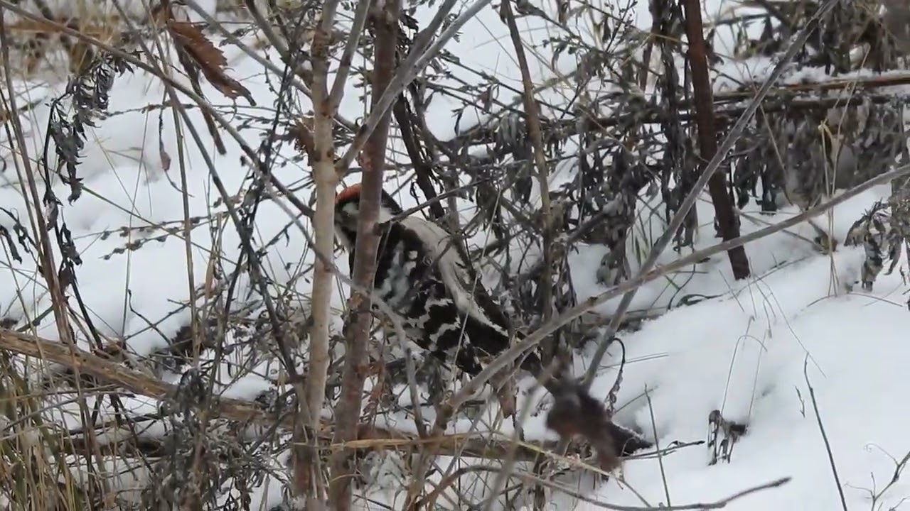 A lesser spotted woodpecker foraging