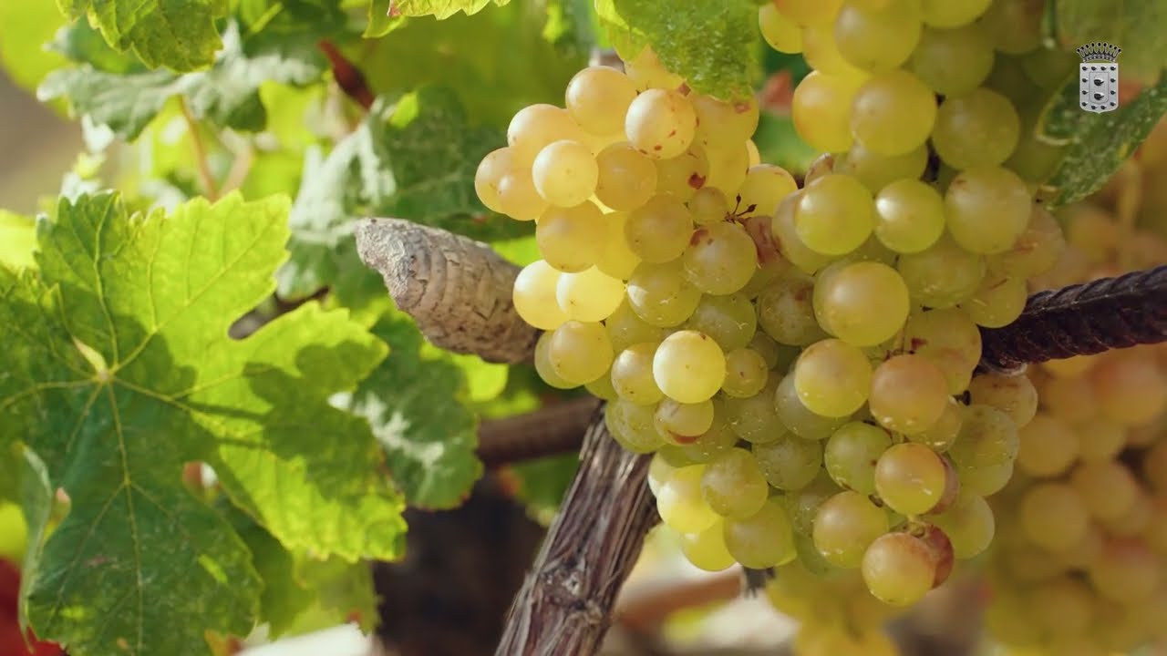 El Cabildo incentiva al sector primario gomero con más de 750 mil euros para 130 iniciativas