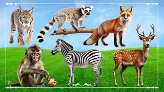 Cute Baby Monkeys: Lynx, Lemur, Fox, Zebra & Sika Deer  Animal Paradise