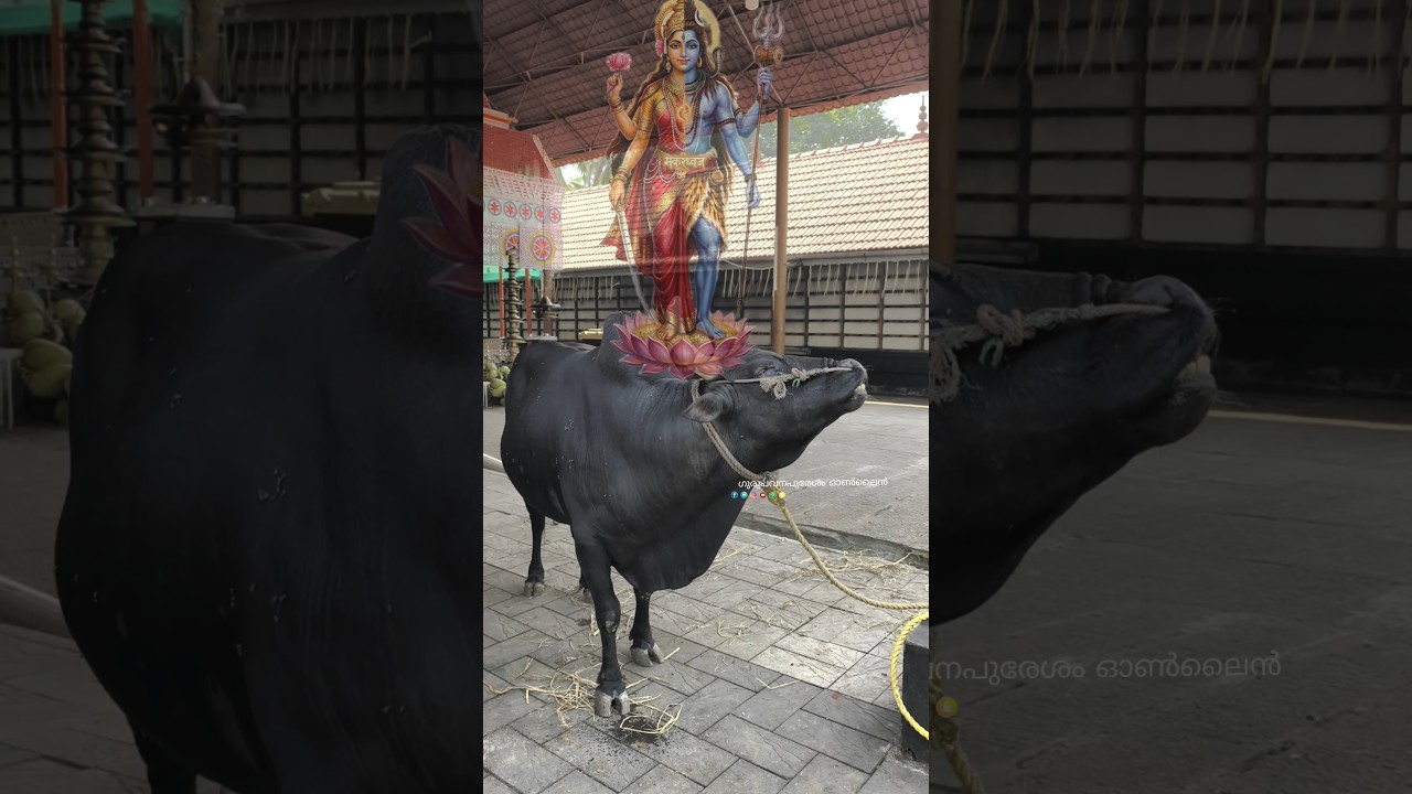 നീ വിശ്വസിക്കുന്നത് എന്നിലാണെങ്കിൽ