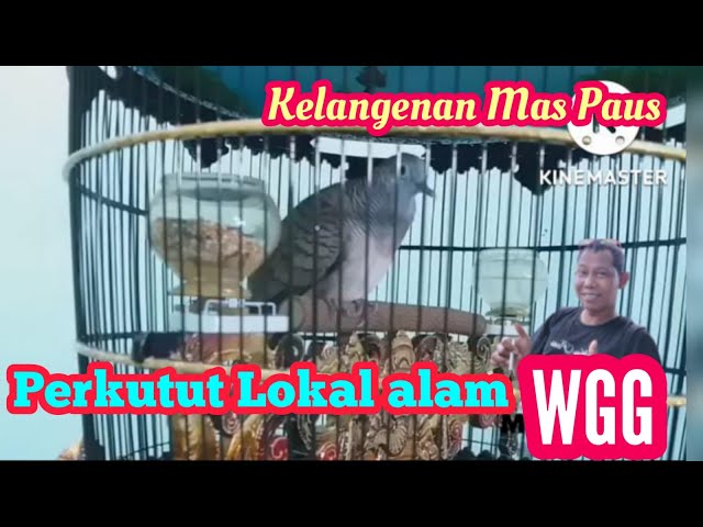 PERKUTUT WGG SANGAT LANGKA DAN DI BURU BANYAK KOLEKTOR@#maspauschanelkututlokal class=