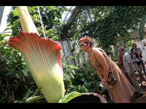 Video: Care Este Cea Mai Mare Floare Din Lume
