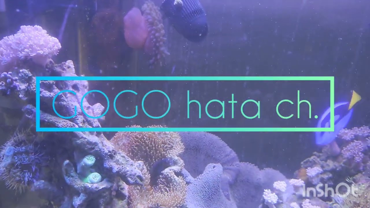 ハタゴイソギンチャクが Youtube ハタゴイソギンチャクが Youtube