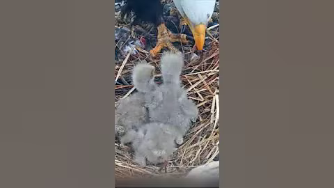 P#395- Review mother birds brings food to feed her babies in the nest, baby birds life #birdslover