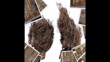 Bamboo roots ideas #interiordesign #decor #short