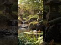 Bamboo Water &amp; Piano Music 🎋 Instant Calm &amp; Deep Relaxation #shorts