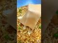 Cheesy Maggi Comedy! 😂🧀 | Sabse FUNNY Maggi Twist You Must Try #shorts #foodshorts #maggirecipe