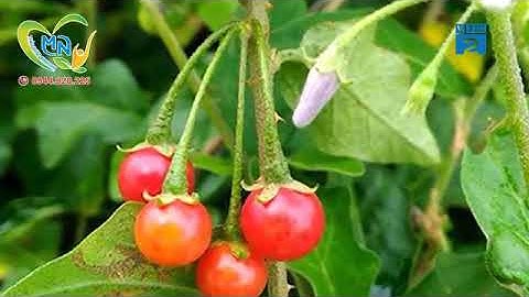 Cà Gai Leo - Giải Độc Gan - Hạ Men Gan