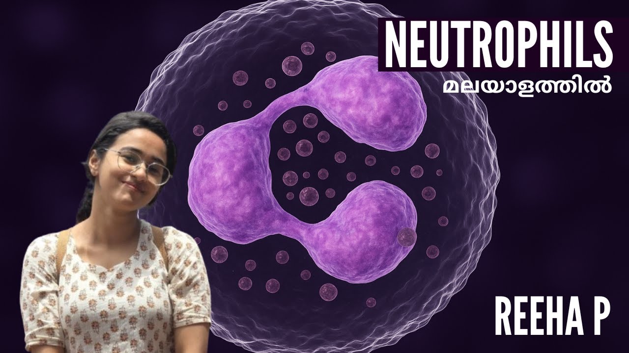 neutrophils | size, structure,colour, arneth classification of neutrophils | knowledge vlogger