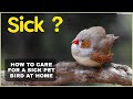 How to care for a sick bird at Home| Symptoms of a sick bird & What to do/How to treat a sick bird