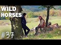 Wild horses  episode 37  srie complete en franais romance famille
