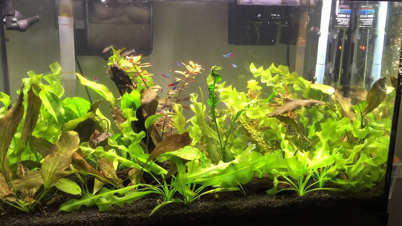 Planted Angelfish Aquarium - YouTube