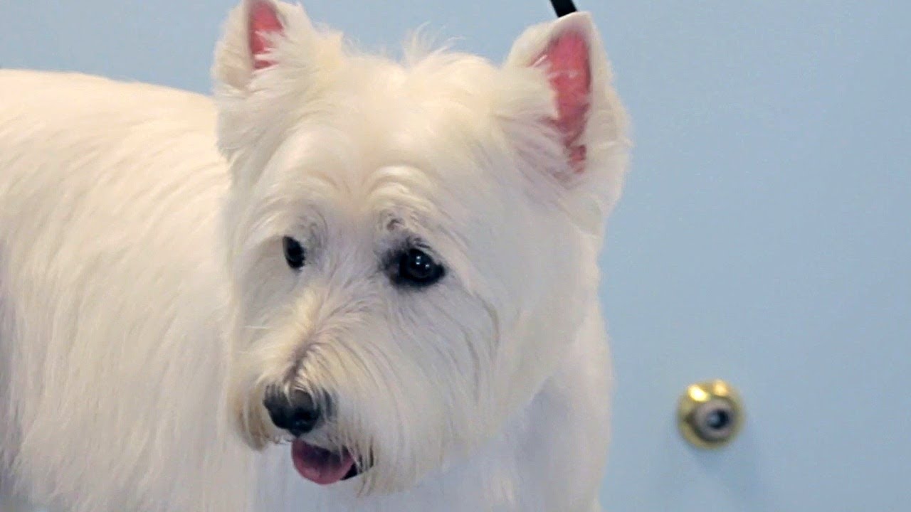 How to a - West Highland White Terrier - Do-It-Yourself Dog YouTube