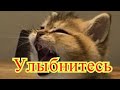 Улыбнитесь. Забавные животные. Создай себе хорошее настроение