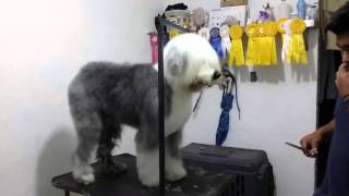 Estética Canina PELUDOGS Especialista en Viejo Pastor Inglés