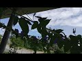 あさかおですね