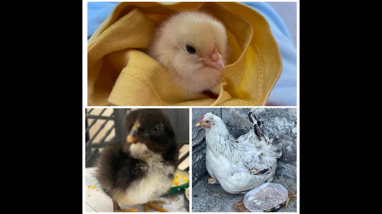 У нас пополнение!!! (Цыплята, курочка мама) Грузия, Махинджаури, Батуми ...