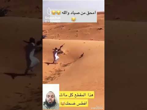 الصقر شاهين لايستطيع أن يمسك بفريسته 