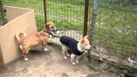 Yugi en Halev uit het SHKD bosasiel in Istanbul!