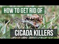 How to Get Rid of Cicada Killers (4 Easy Steps)