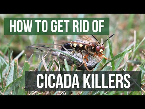 Video: Cicada Geting Hunters - How To Control Cicada Killer Wasp