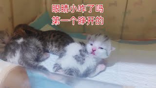 我是四只小奶猫第一只睁眼睛的这么努力想看世界还嫌我眼睛小