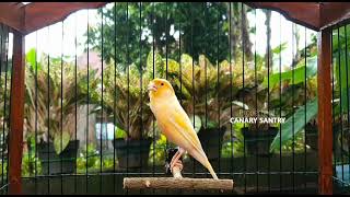 VIRAL❗ Suara yang paling dicari untuk persiapan kompetisi.