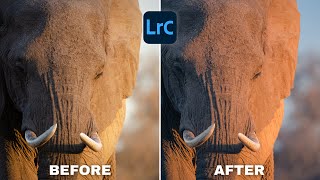 How To Edit WILDLIFE PHOTOGRAPHY In Lightroom | Full Edit #2